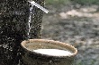 Báo cáo ngành hàng cao su tháng 8/2015